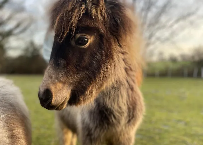 Les Roulottes De Kuzco